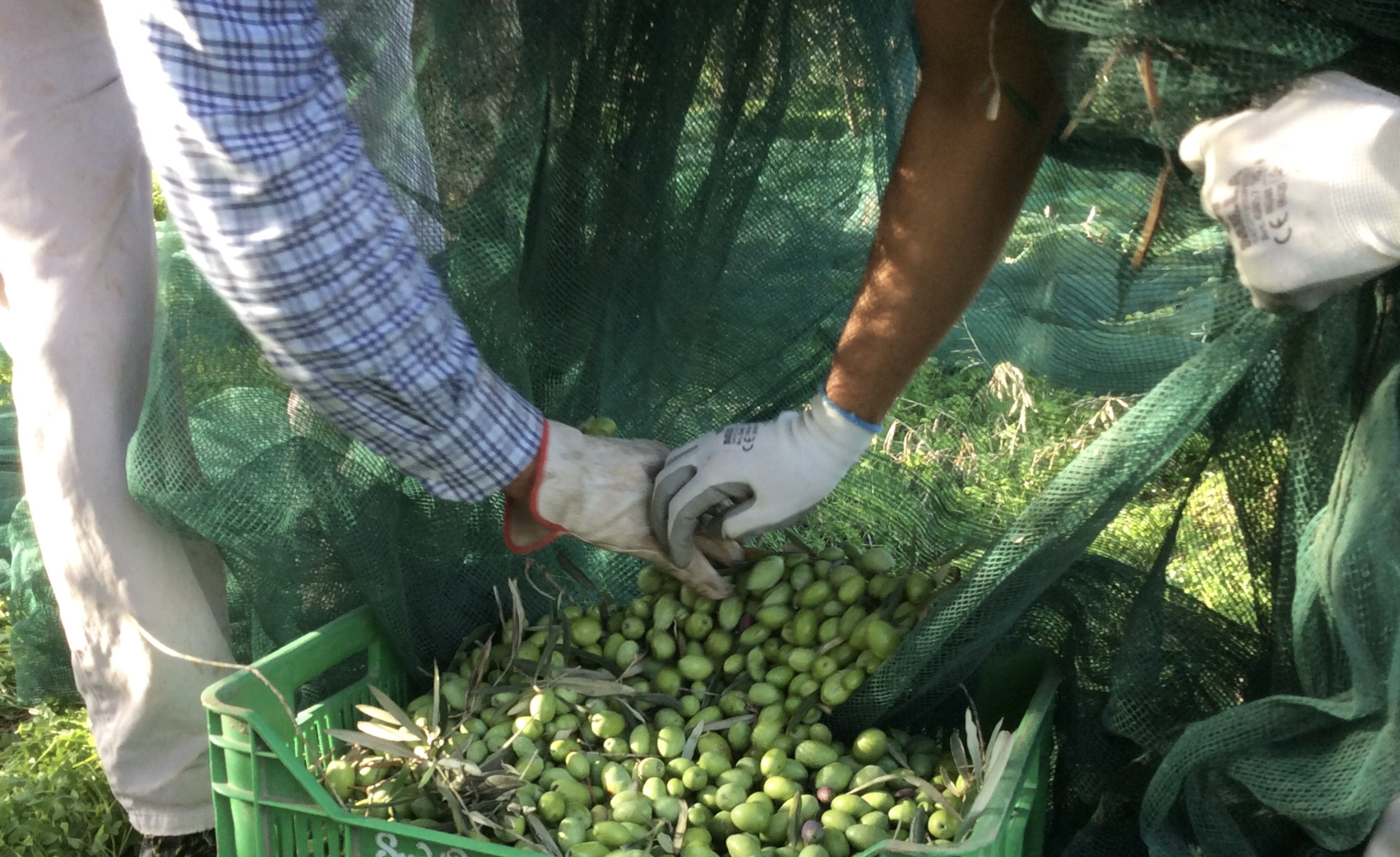 Olio Dop Monti Iblei, frantoi aperti a Siracusa e Ragusa per il 25esimo anniversario