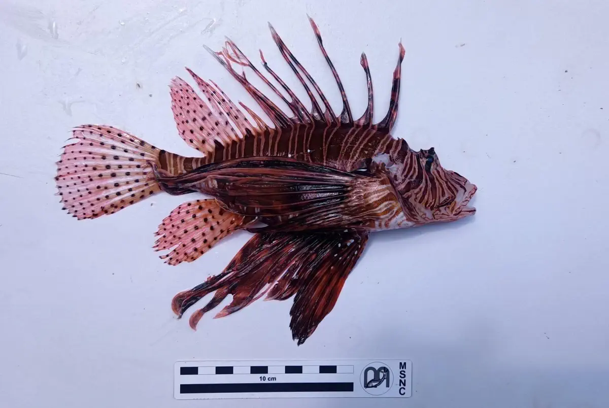 Ragusa, pesce scorpione a Punta Secca: primo avvistamento in mare