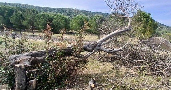 Comiso, fanno barbecue e danneggiano carrubo: abbattuto