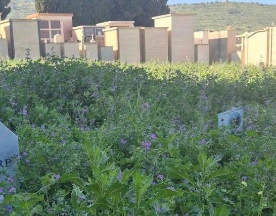 “Erbacce e incuria”: cresce il malcontento dei cittadini per il cimitero comunale di Comiso